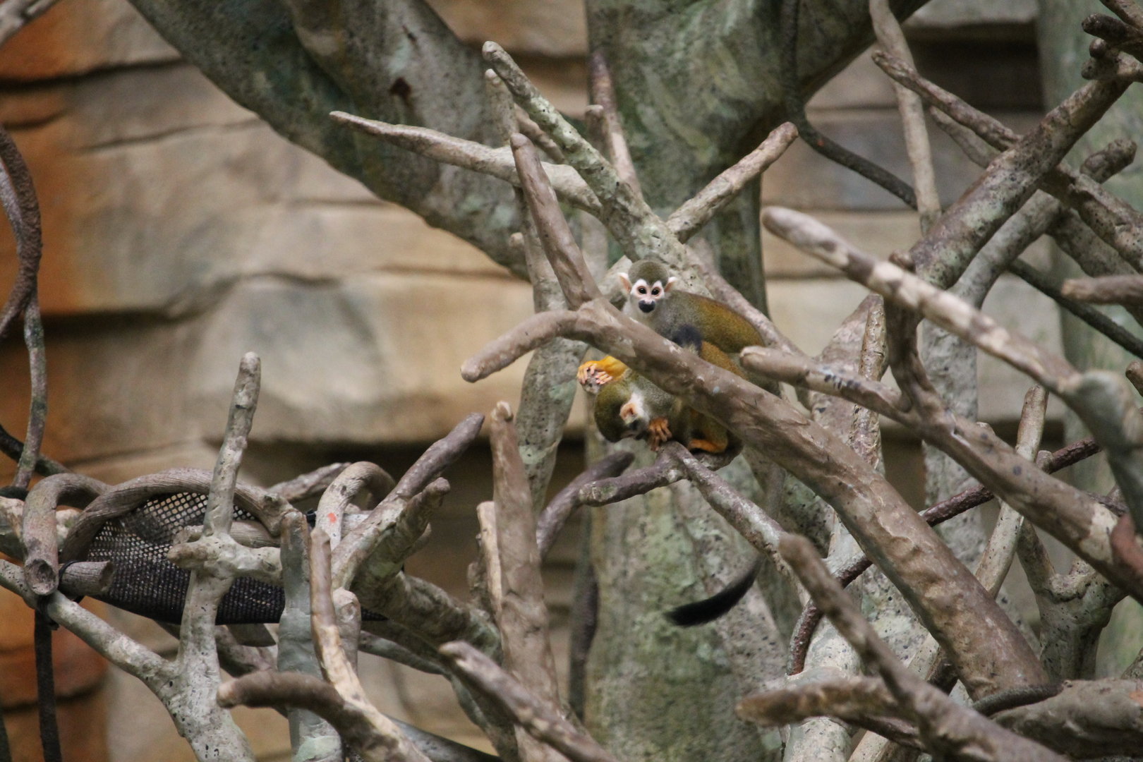 Squirrel Monkeys (Saimiri sciureus)