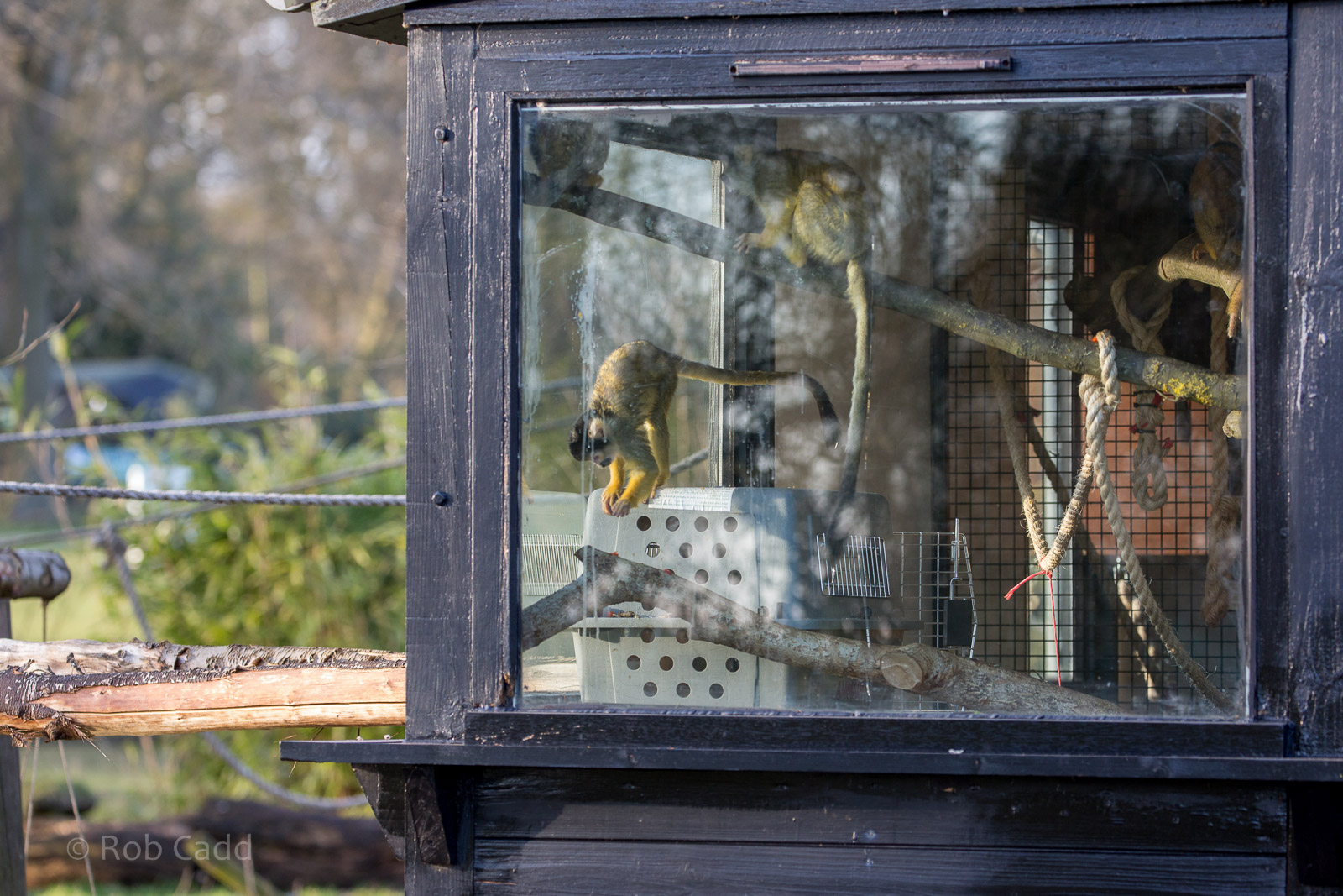 Squirrel monkeys : Whipsnade : 22 Mar 2015