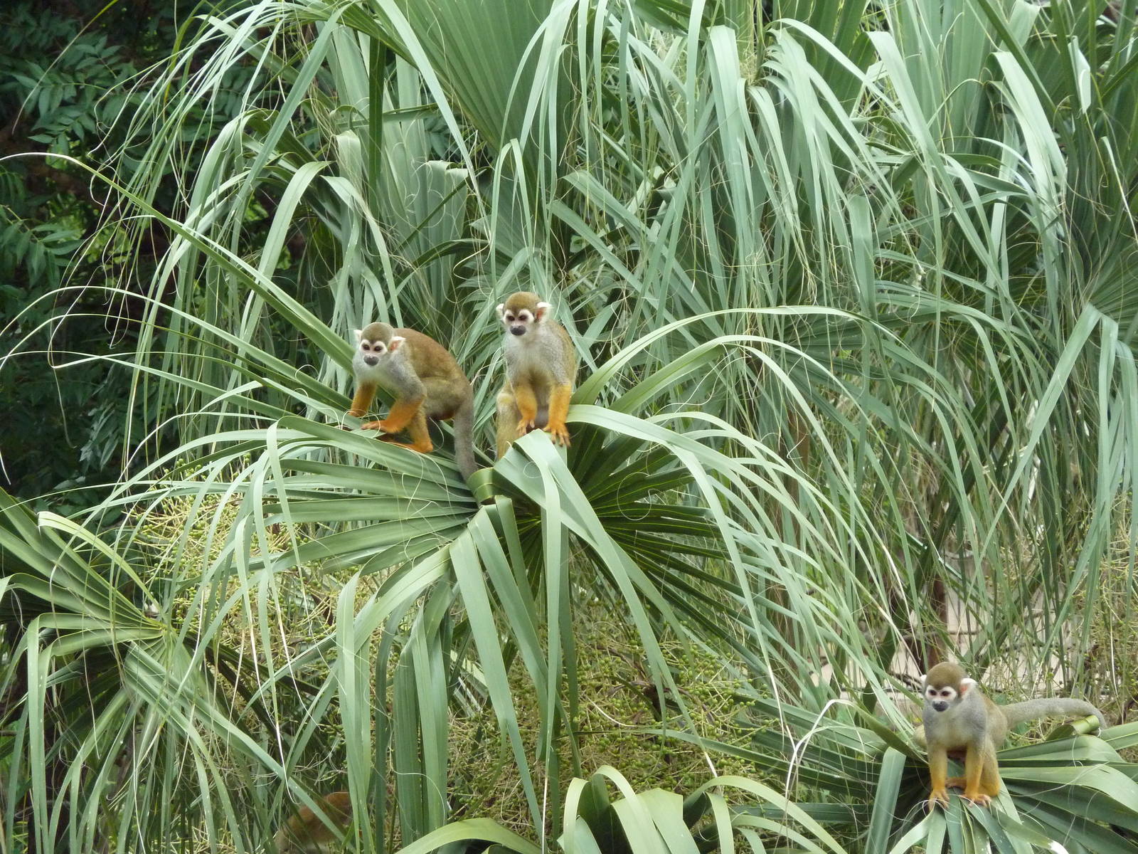 Squirrel Monkeys