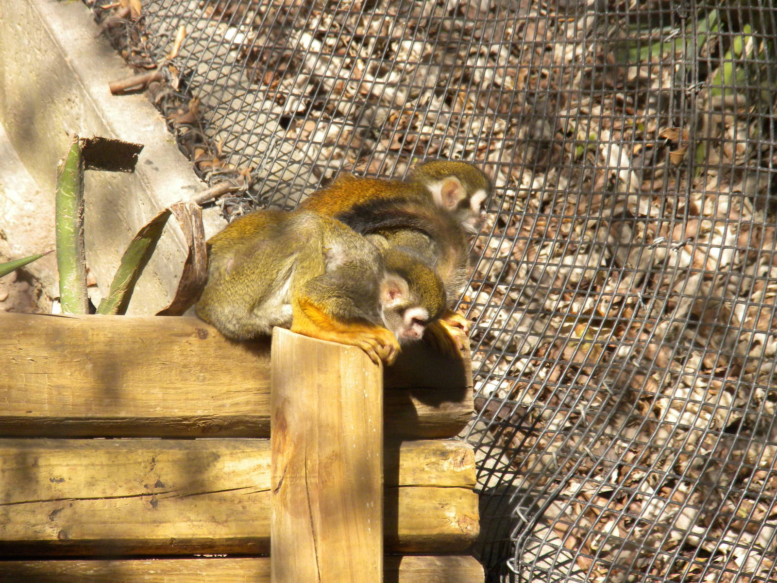 Squirrel Monkeys
