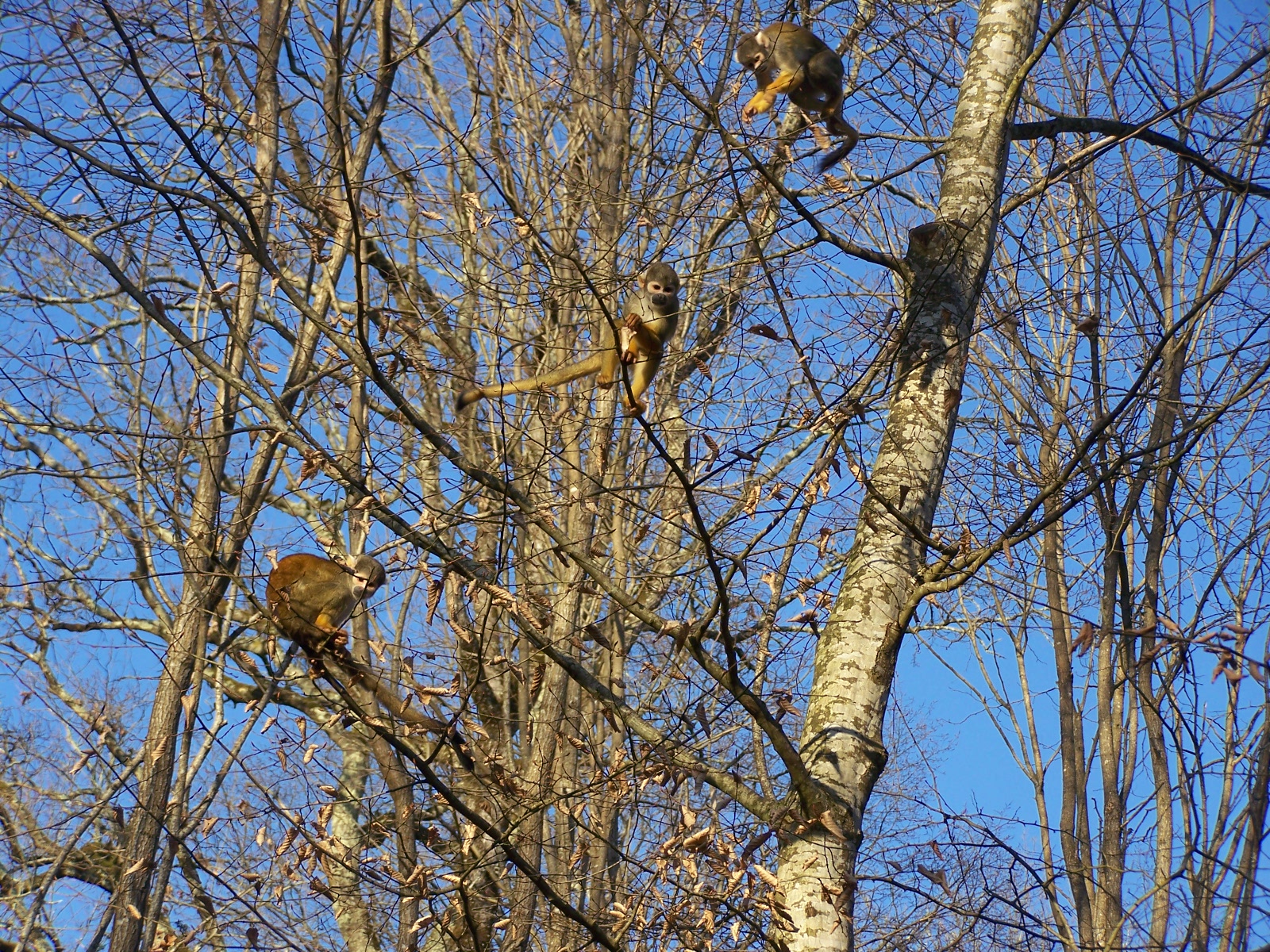 squirrel monkeys
