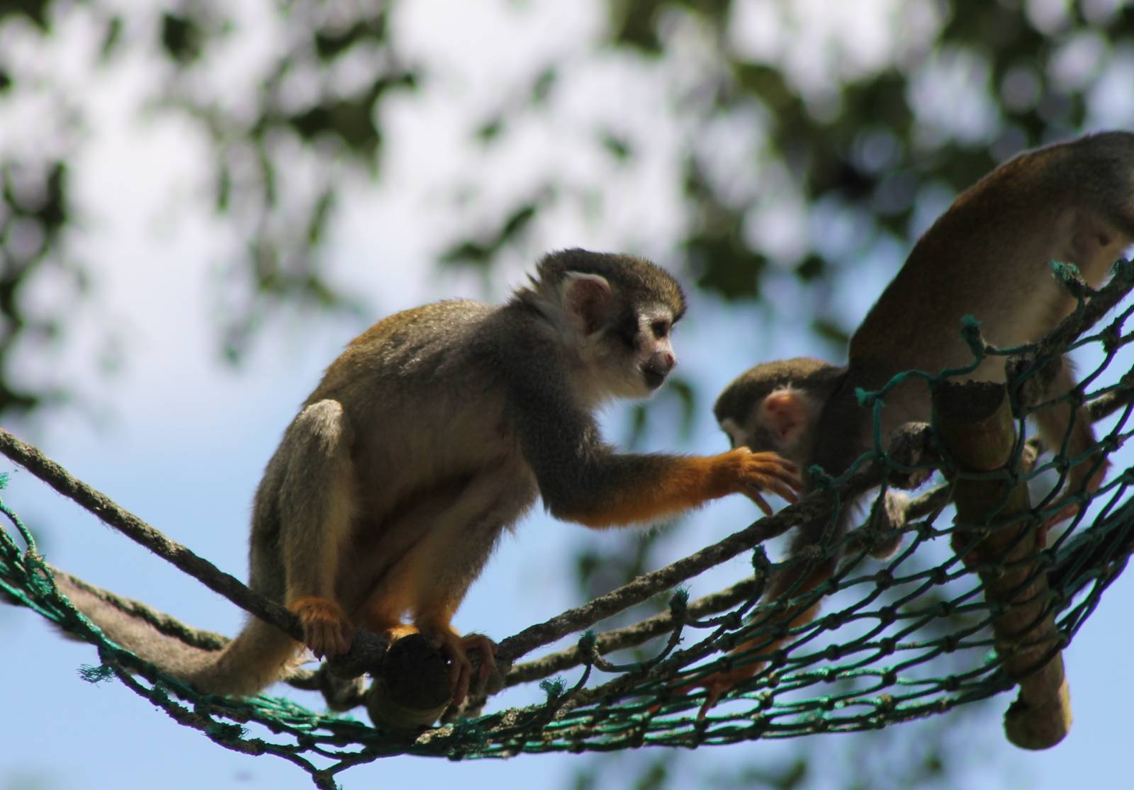 Squirrel monkeys