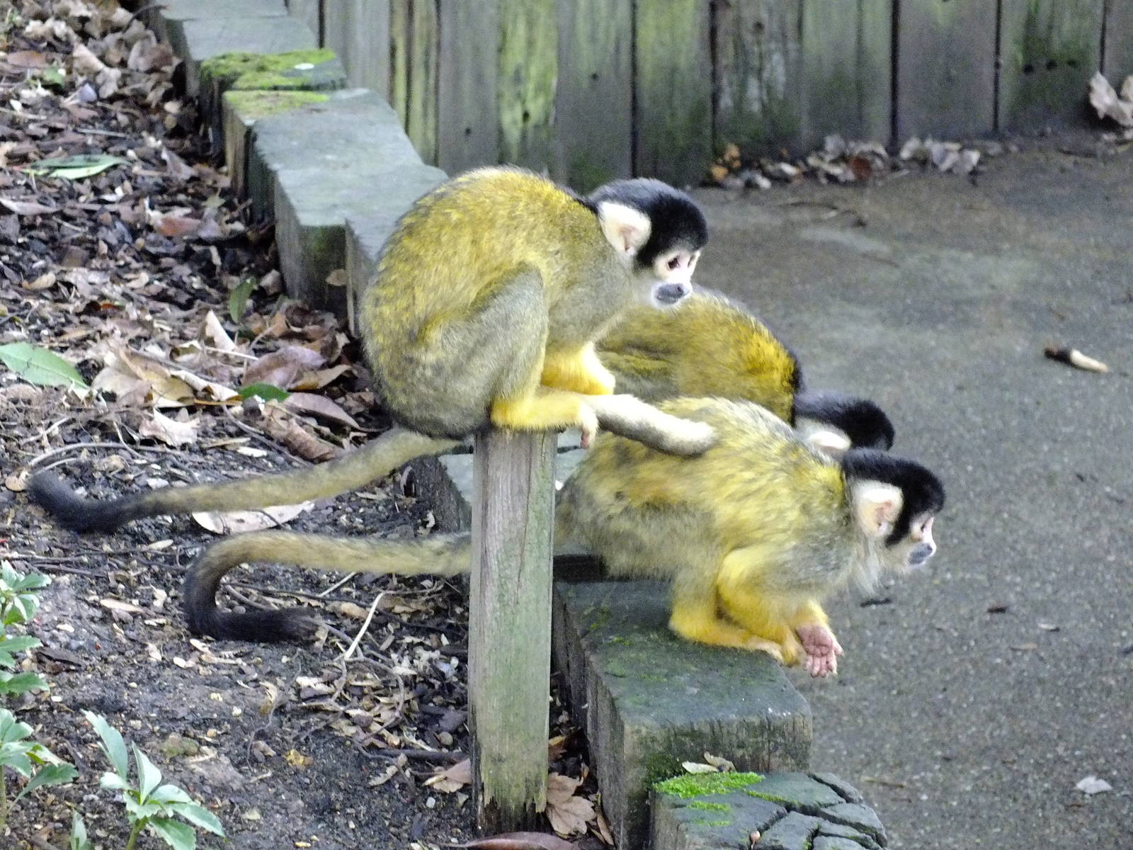 Squirrel Monkeys