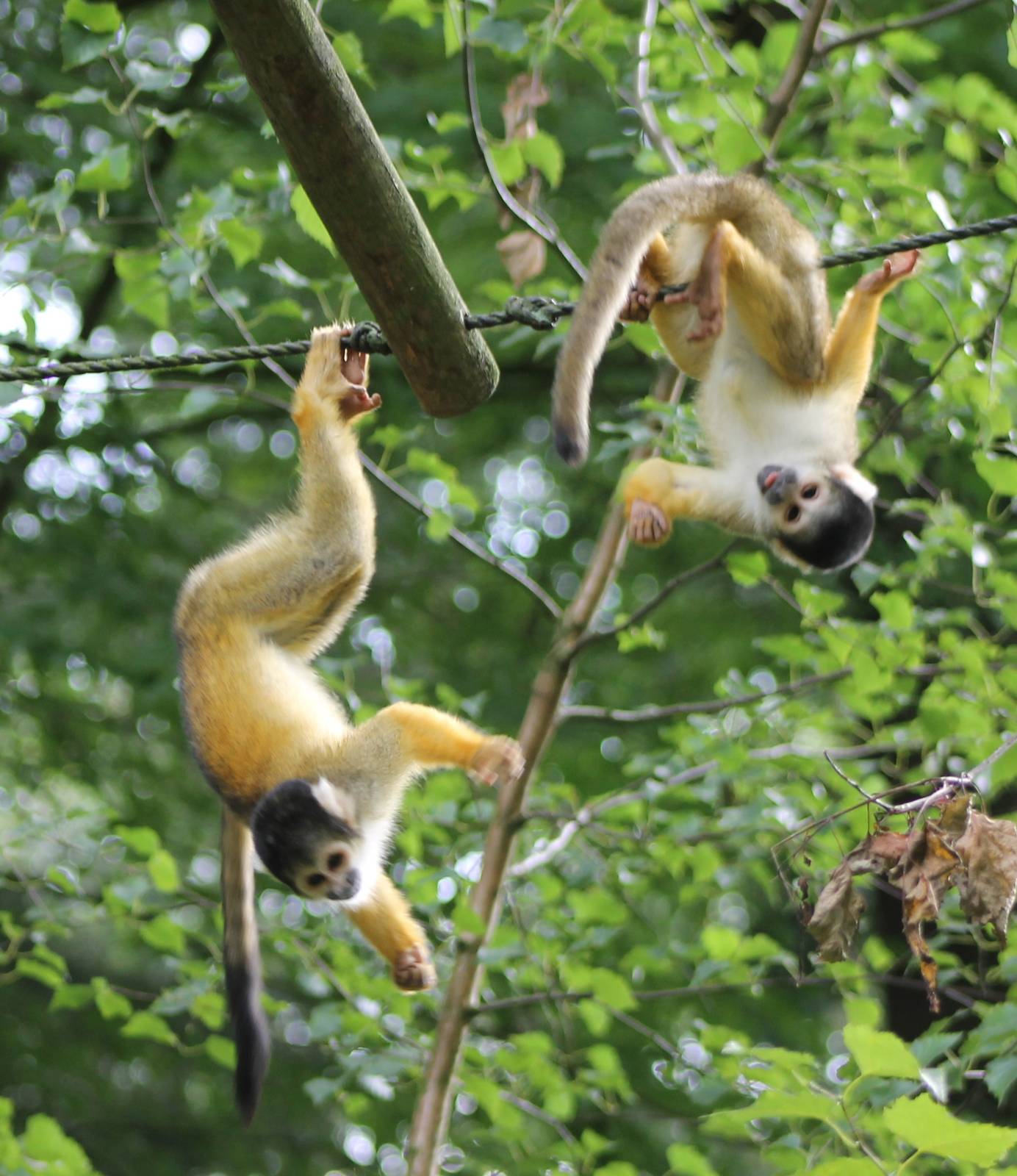Squirrel monkeys