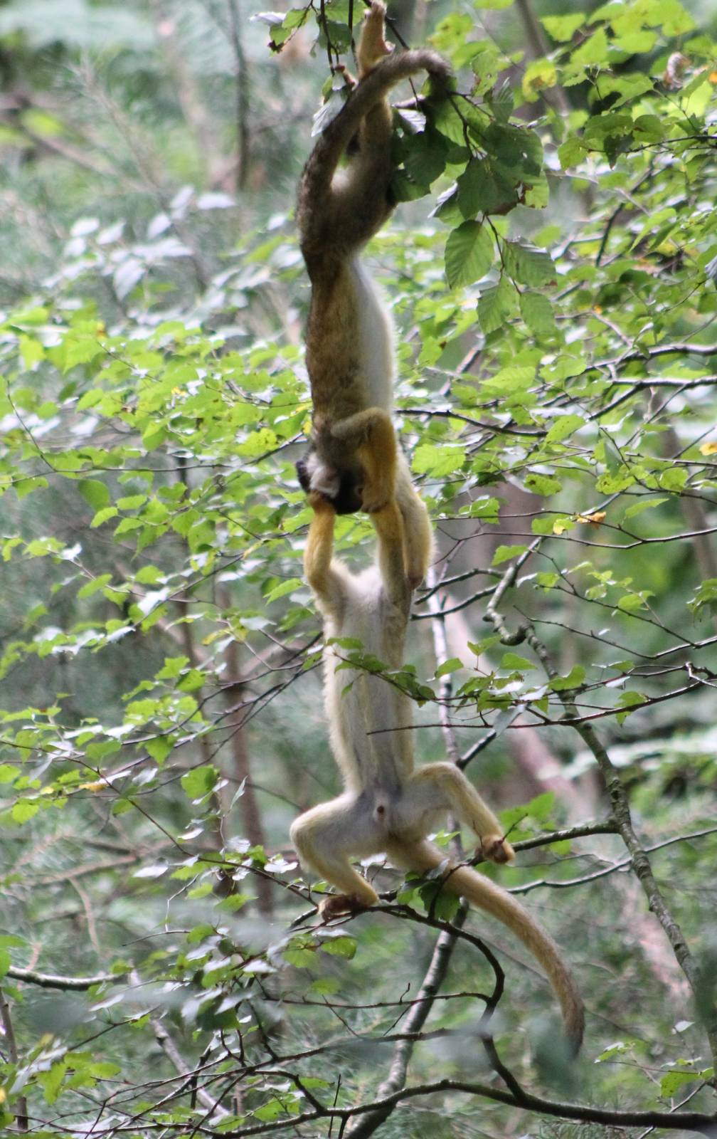Squirrel monkeys