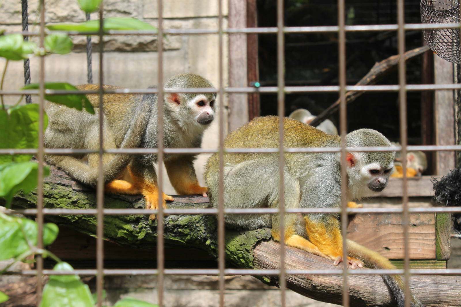 Squirrel Monkeys