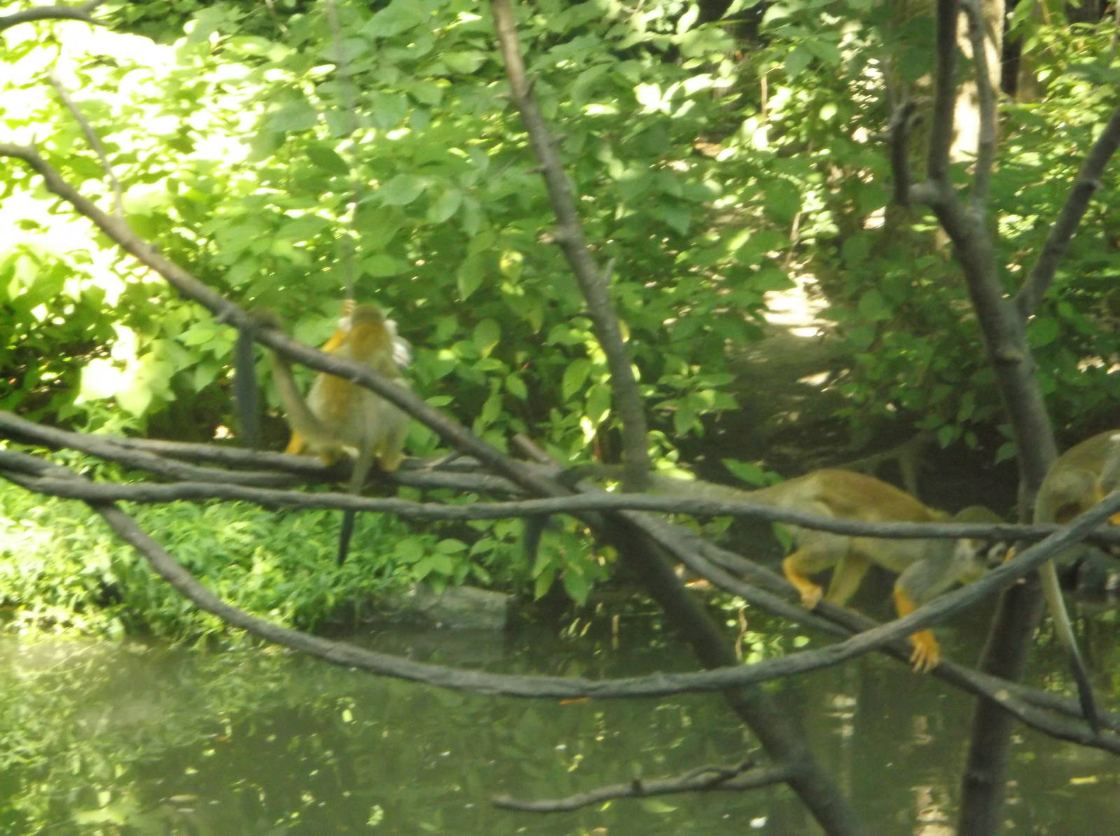 Squirrel Monkeys