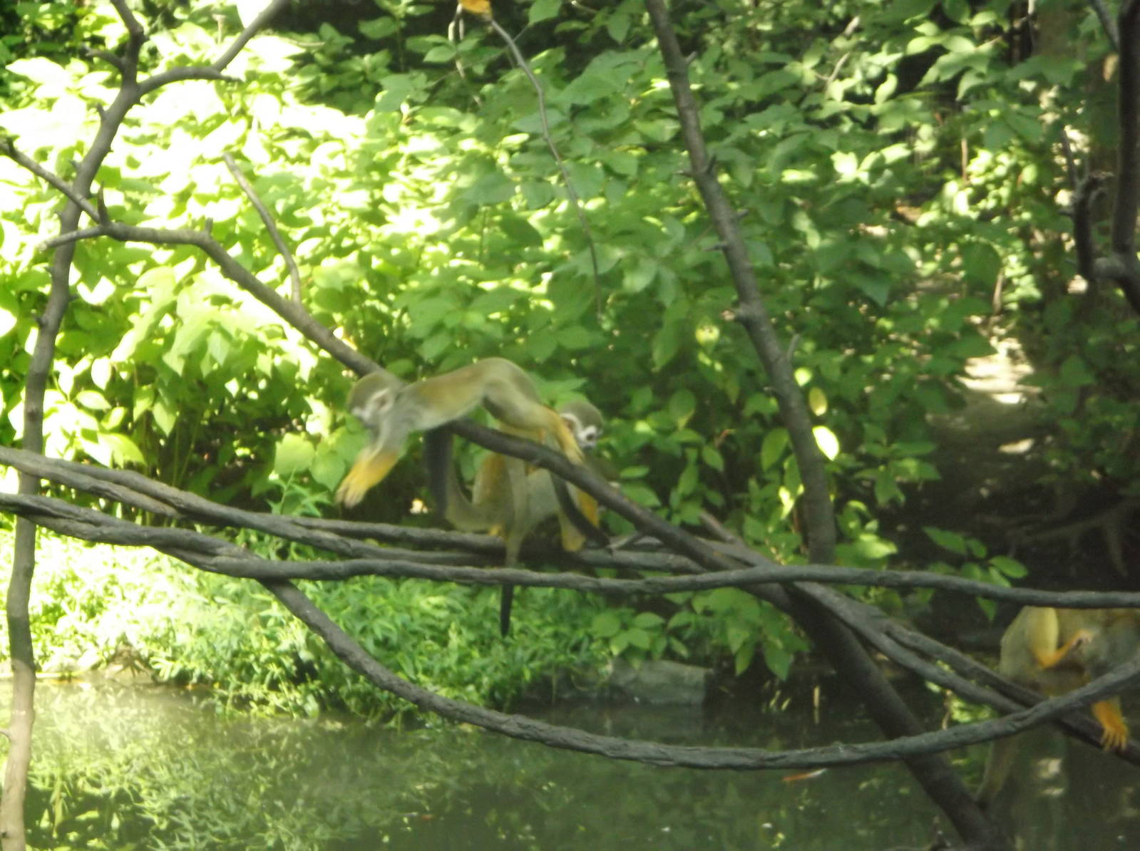 Squirrel Monkeys