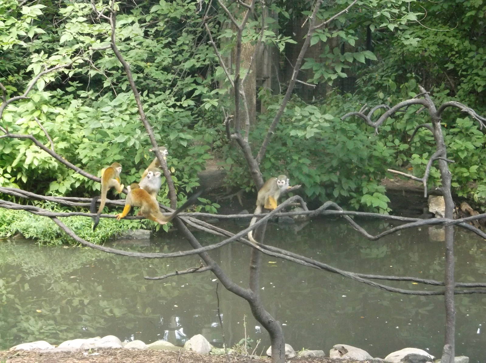 Squirrel Monkeys