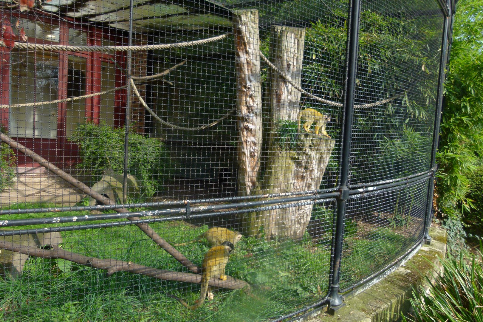 Squirrel Monkeys