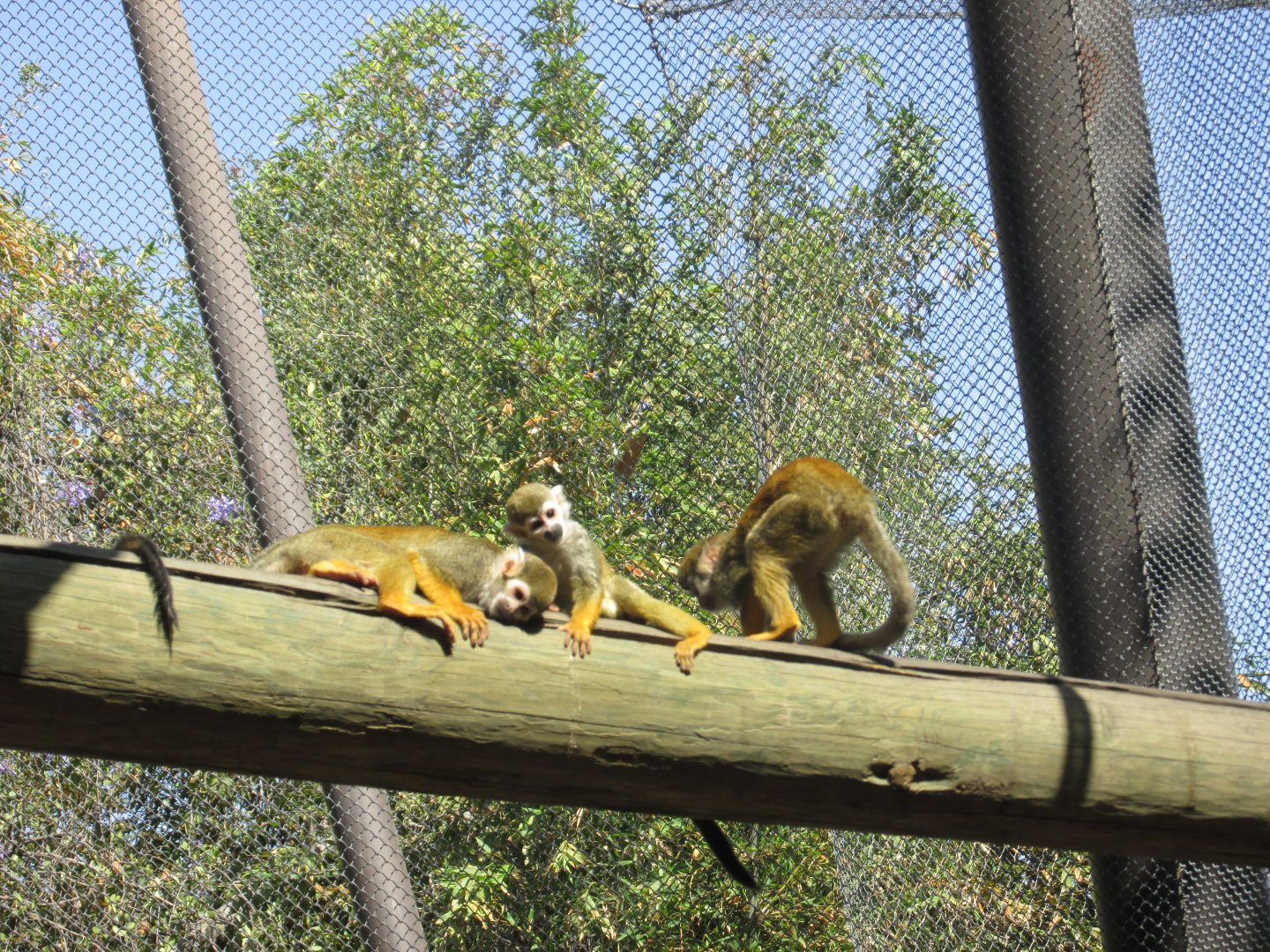 squirrel monkeys