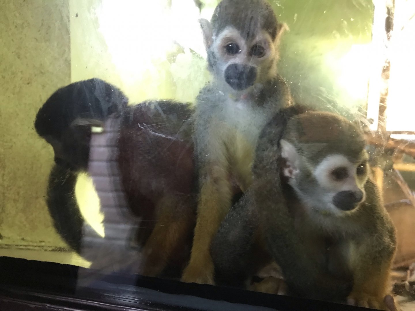Squirrel monkeys