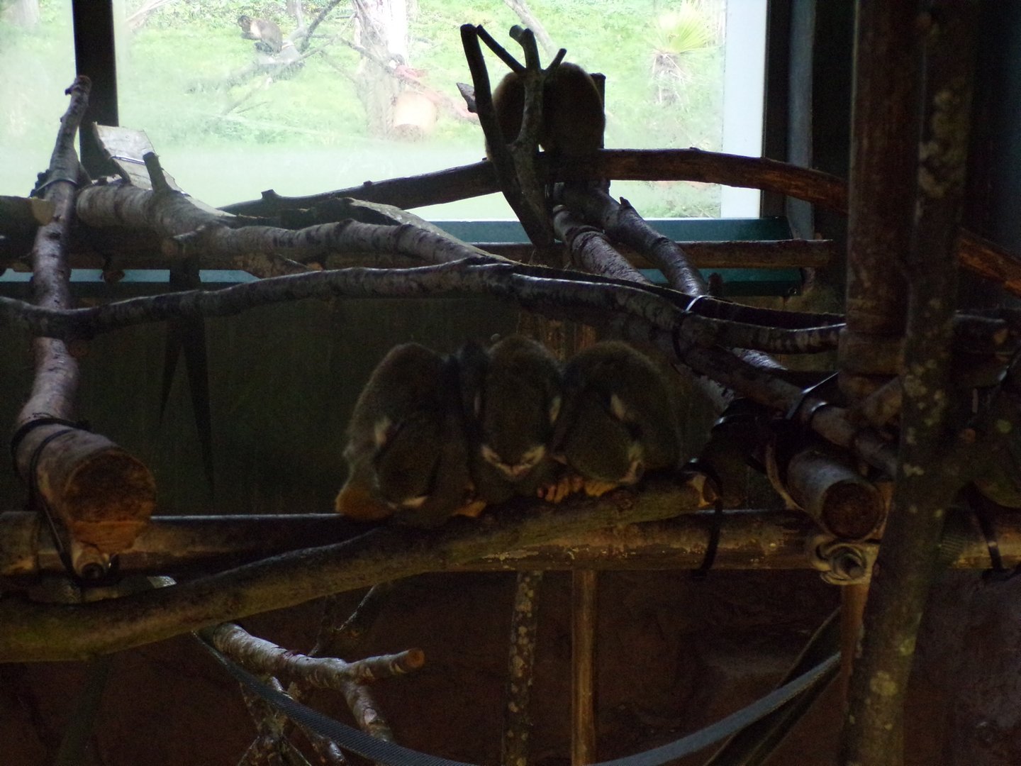 Squirrel monkeys