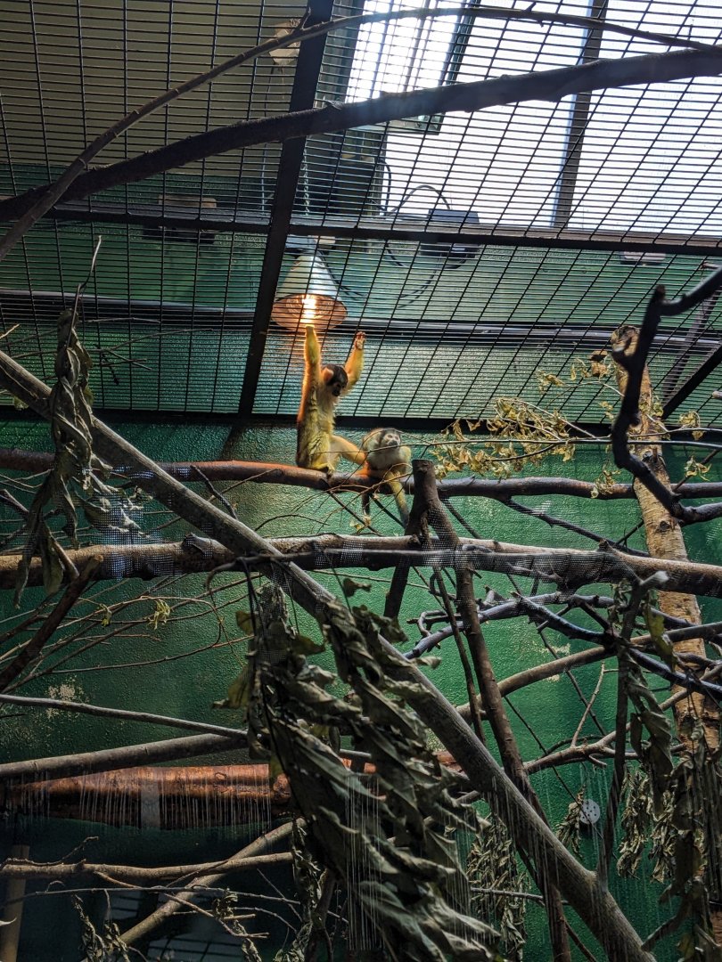 Squirrel Monkeys