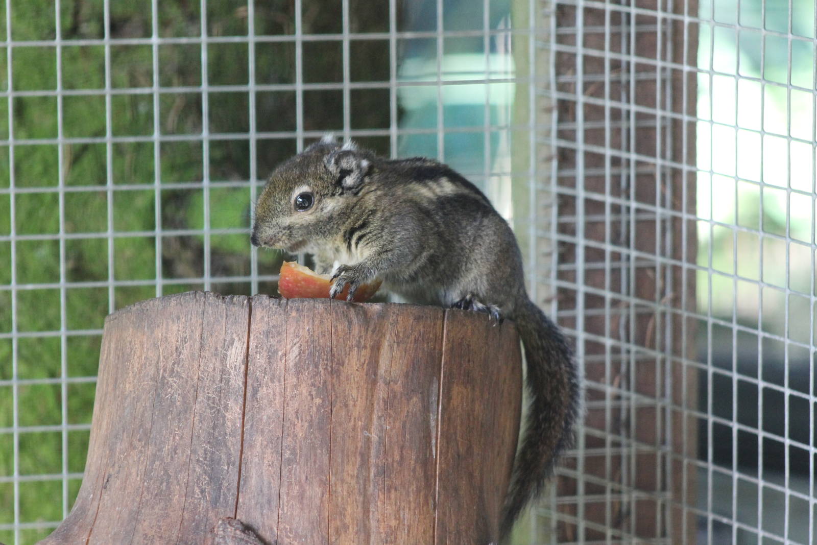 squirrel of some kind