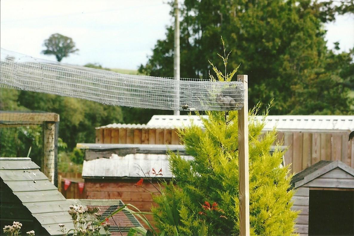 Squirrel run 11th September 2012