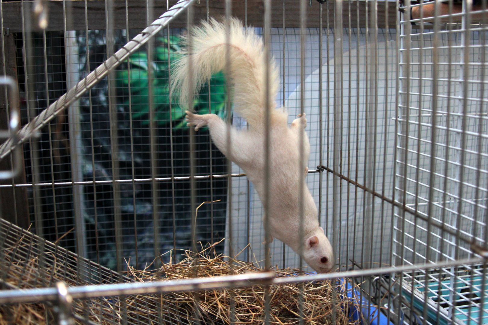 squirrel species ID?