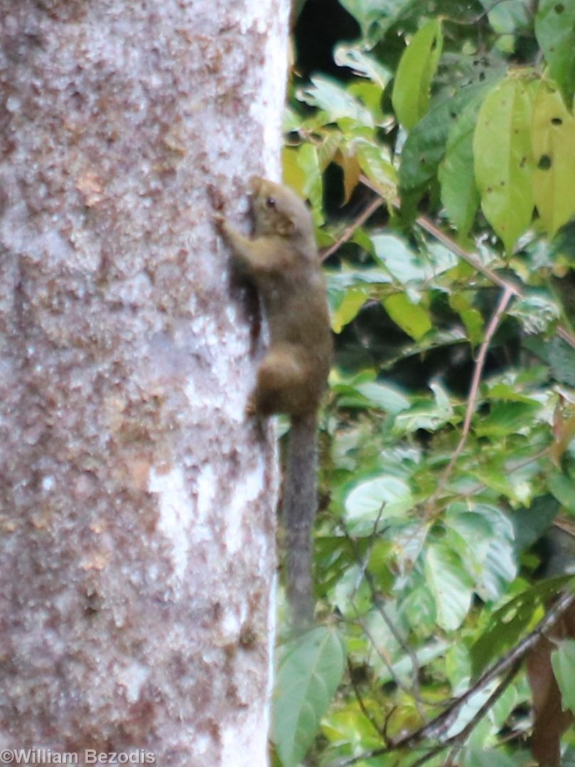 Squirrel Species - S. robinsoni maybe? - Tapan Road