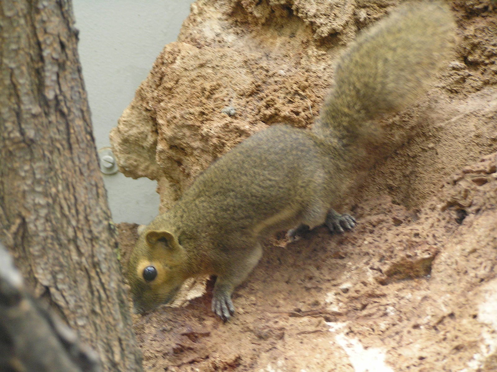 Squirrel species - Stuttgart 06