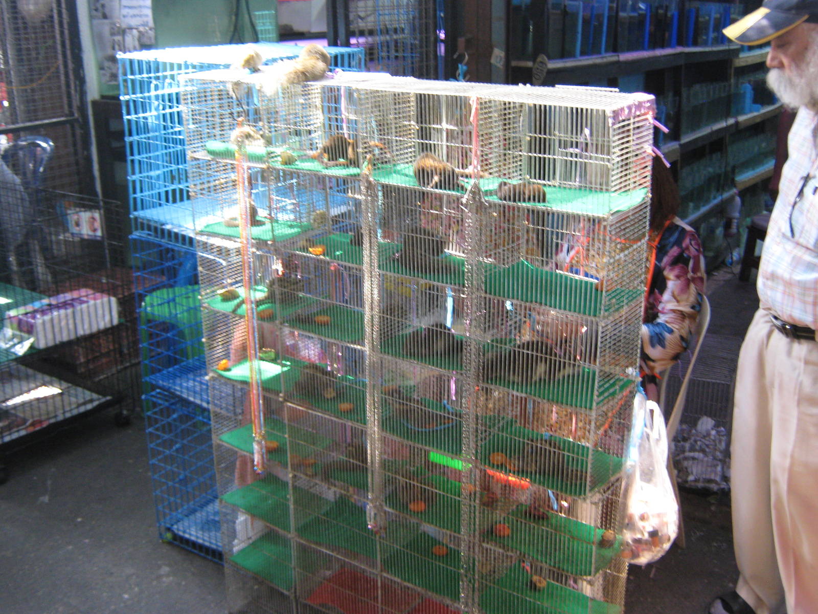 squirrel stall, Chatuchak Weekend Market, January 2014