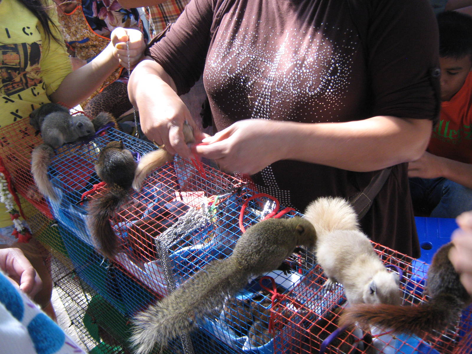 squirrel stall, Chatuchak Weekend Market, January 2014