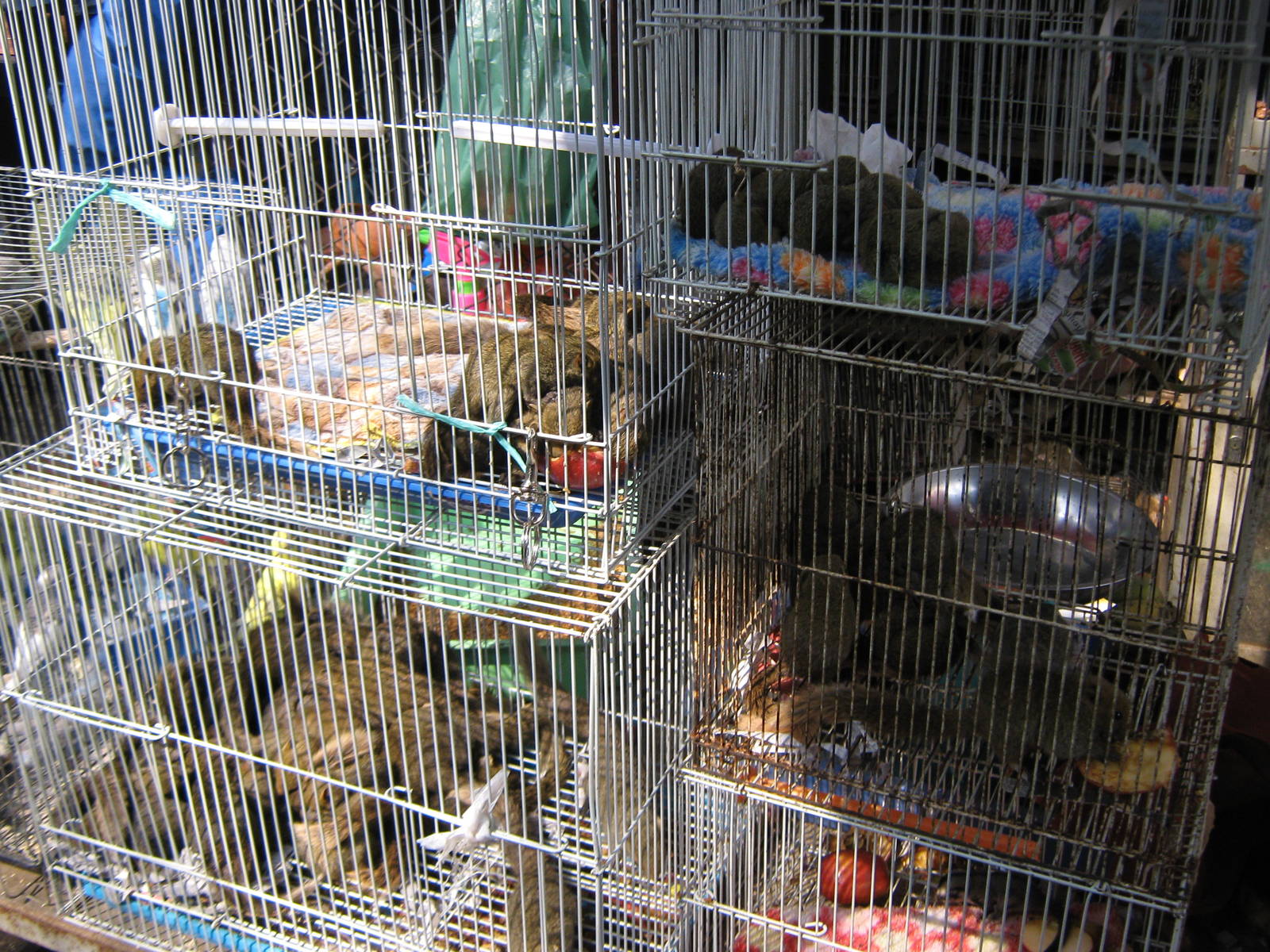 squirrel stall, Chatuchak Weekend Market, January 2014
