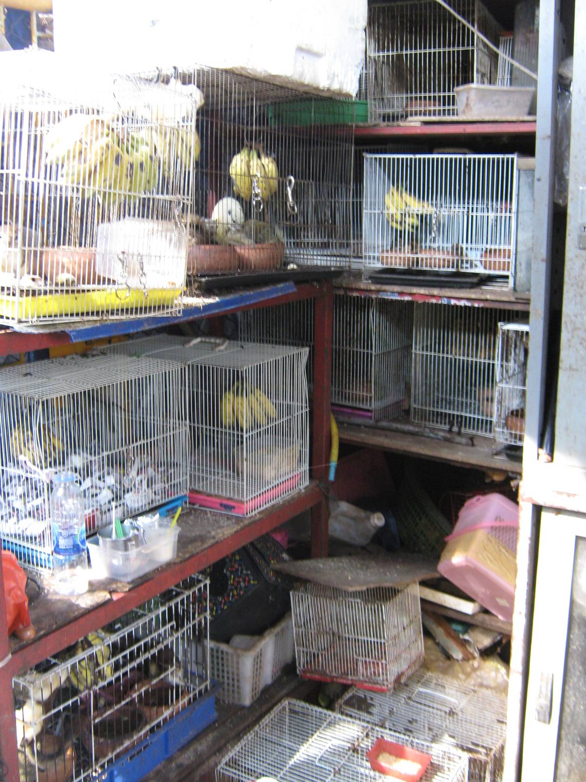 squirrel stall, Chatuchak Weekend Market, January 2014