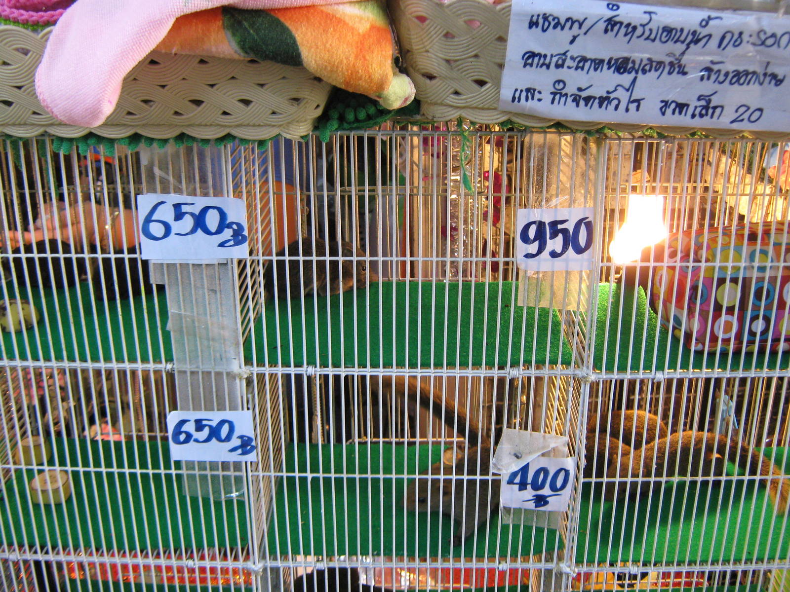 squirrel stall, Chatuchak Weekend Market, January 2014