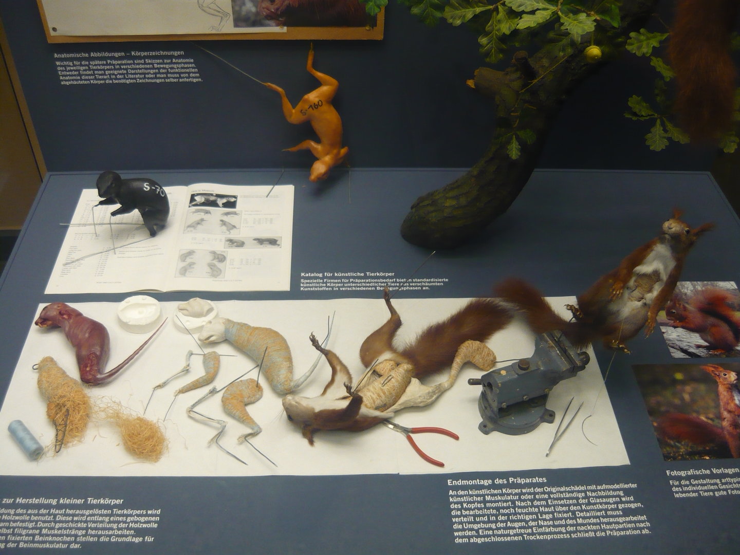 Squirrel taxidermy preparation