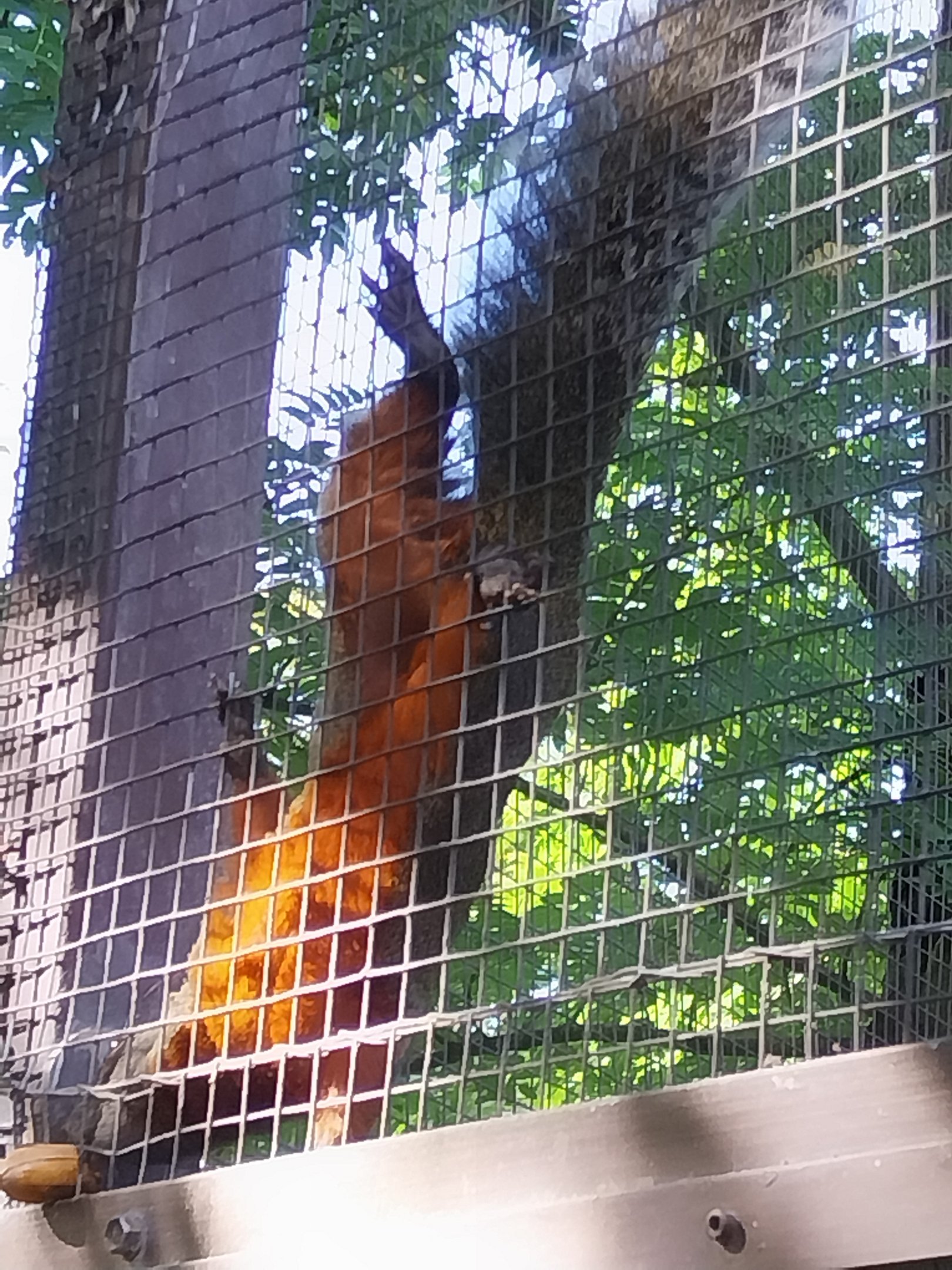 Squirrel & Tragopan Aviary - Pallas's Squirrel (Callosciurus erythraeus)