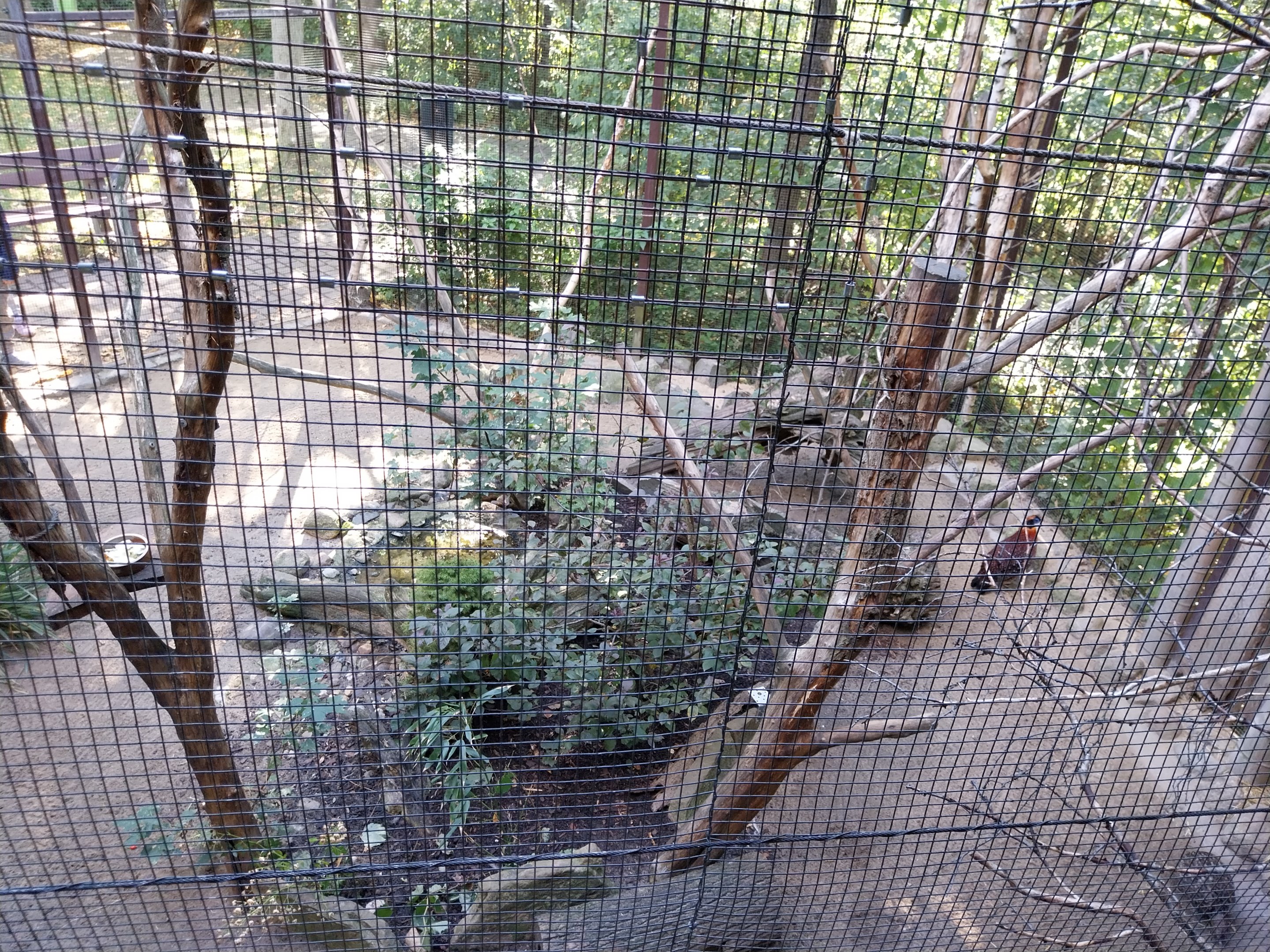 Squirrel & Tragopan Aviary