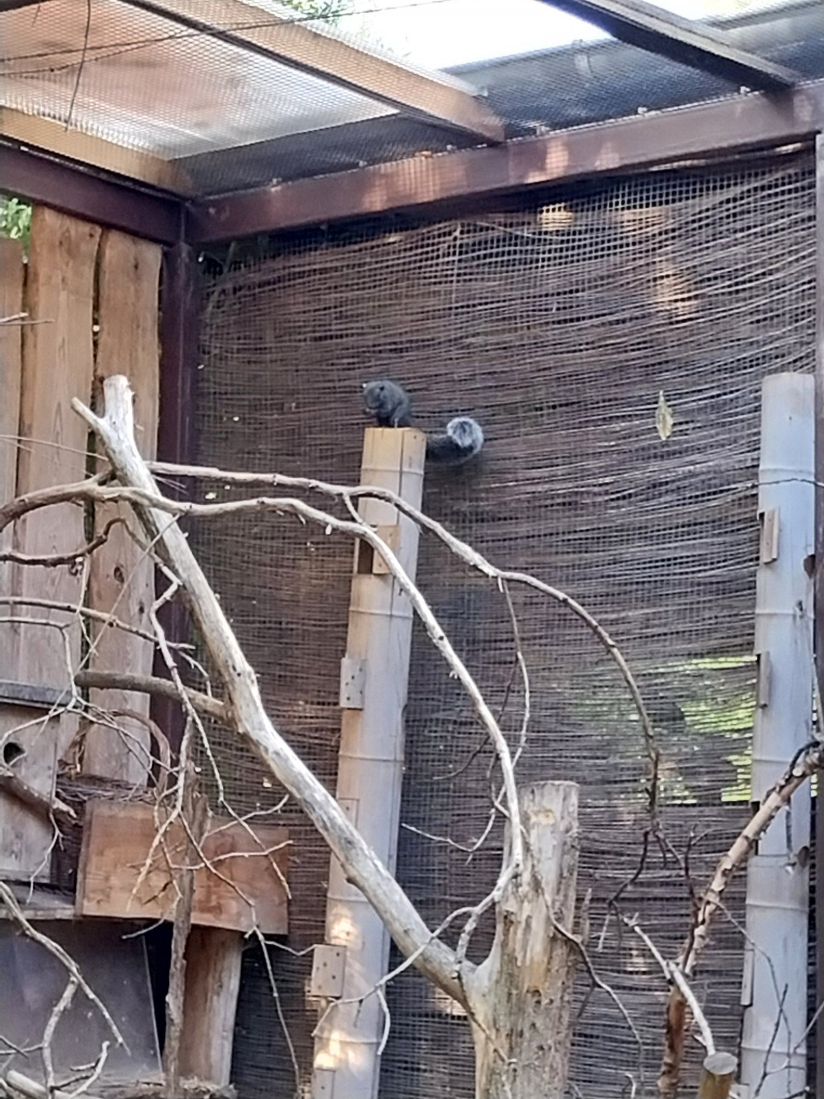 Squirrel & Tragopan Aviary
