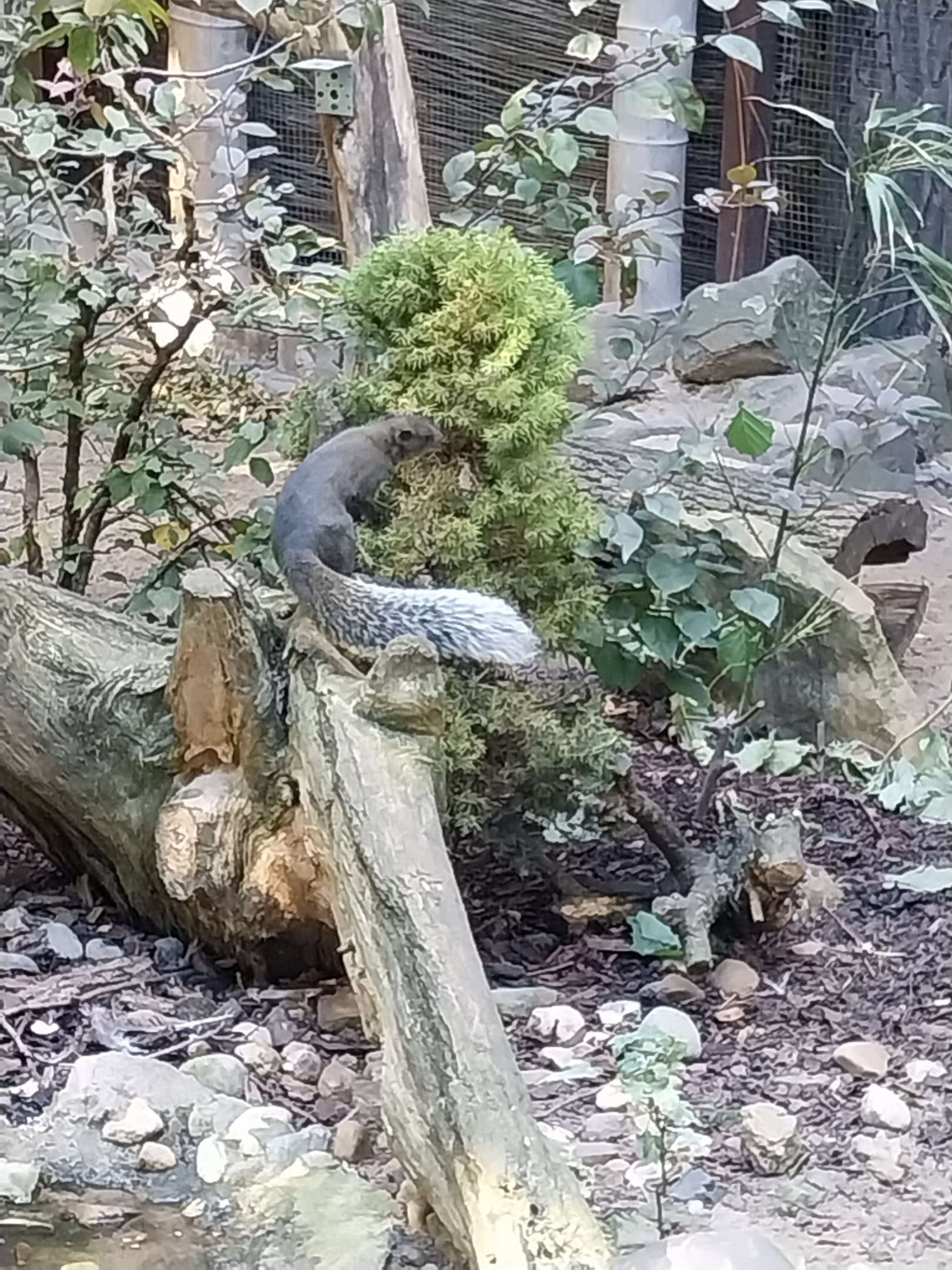Squirrel & Tragopan Aviary