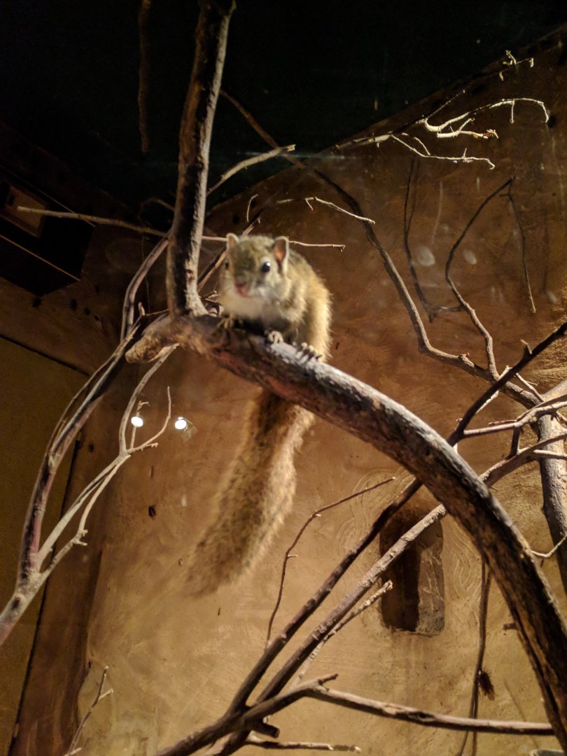 Squirrel Zoo Praha 2018