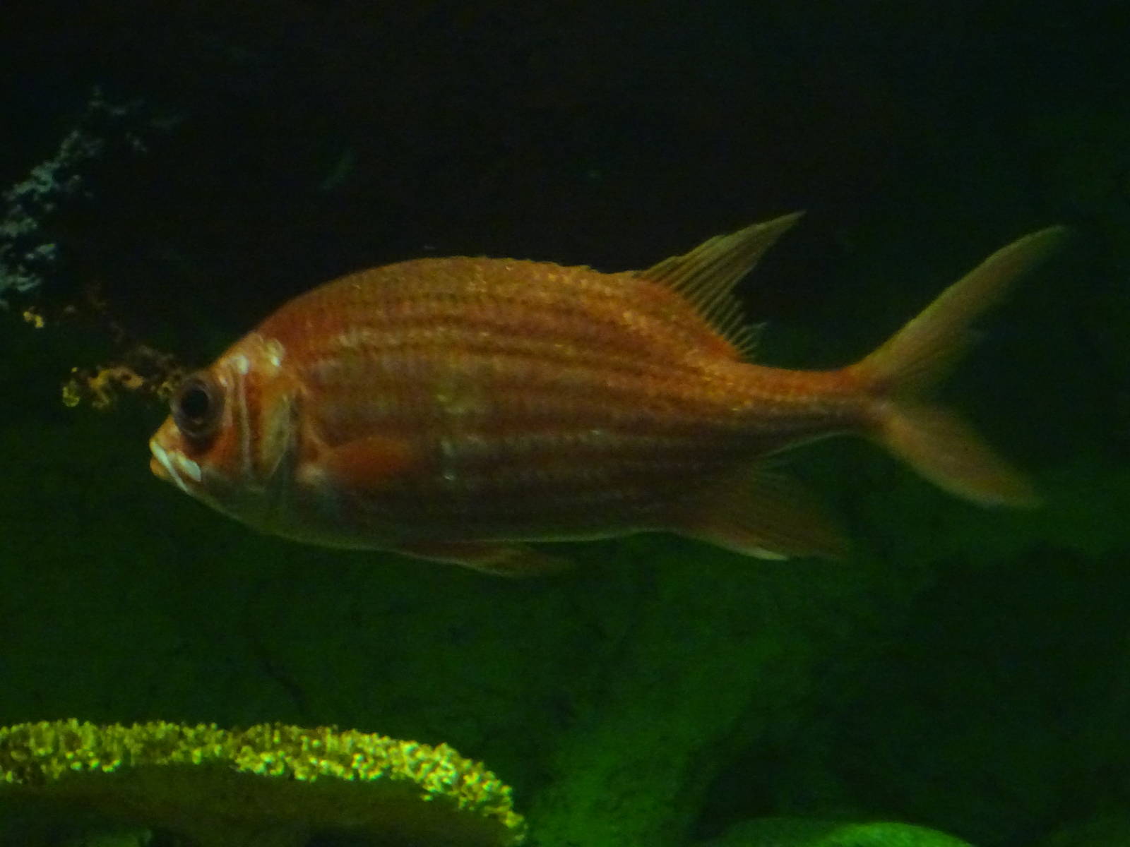 Squirrelfish at SeaWorld Orlando