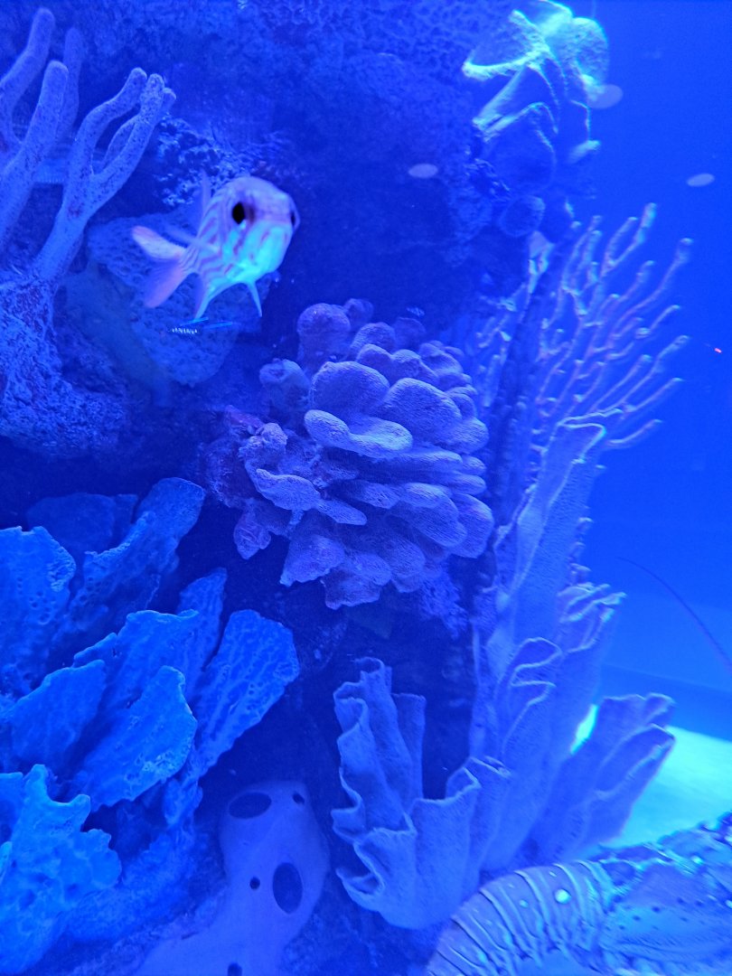 Squirrelfish ID? (4/19/25)