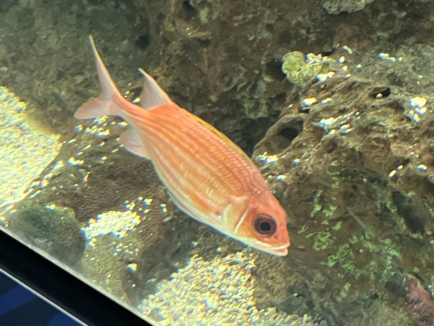 Squirrelfish ID