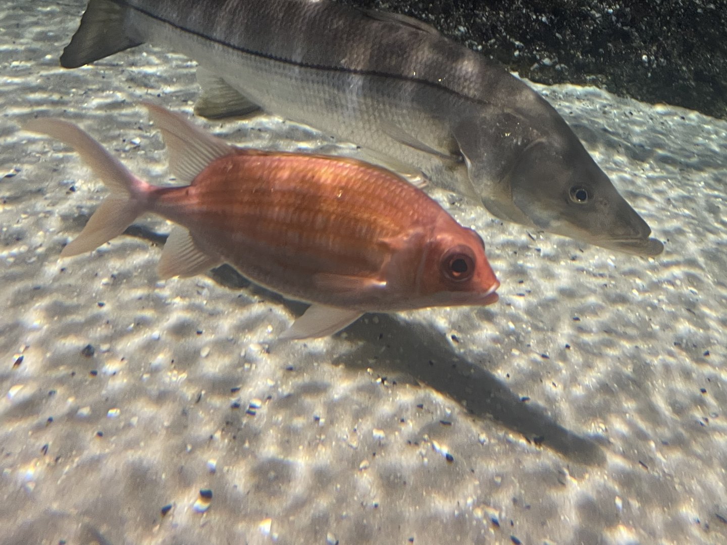 Squirrelfish ID?