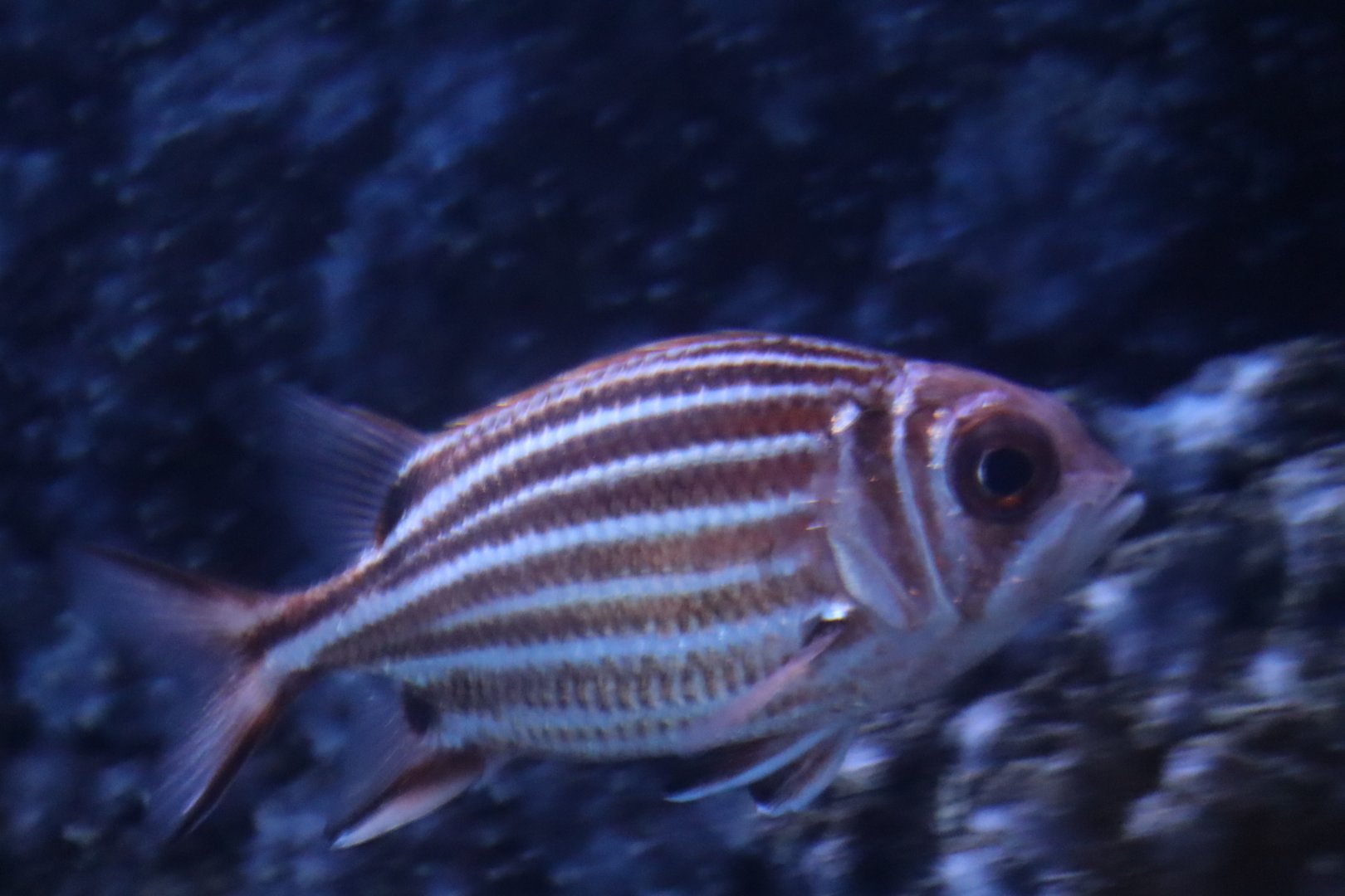 Squirrelfish ID