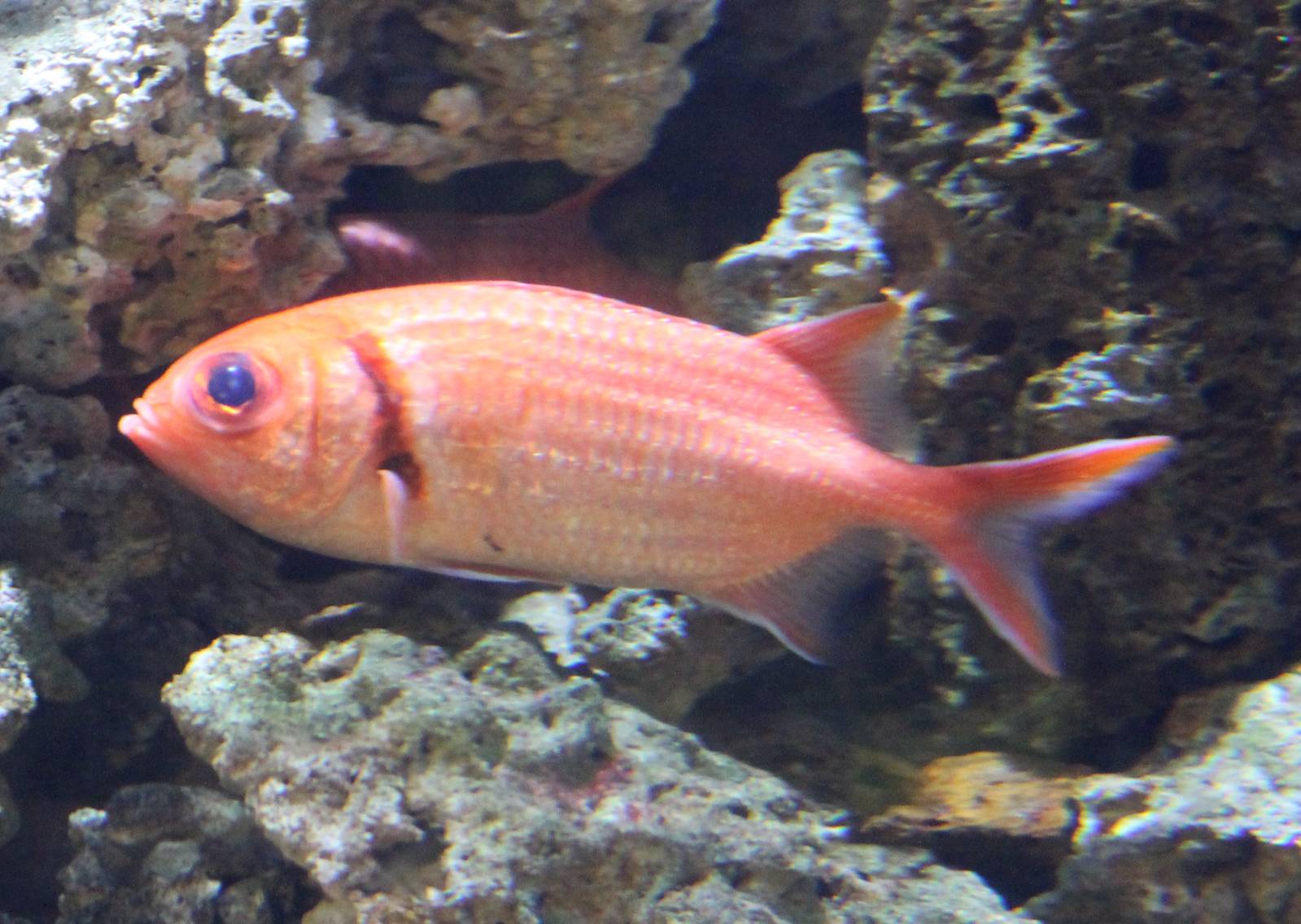Squirrelfish species ?
