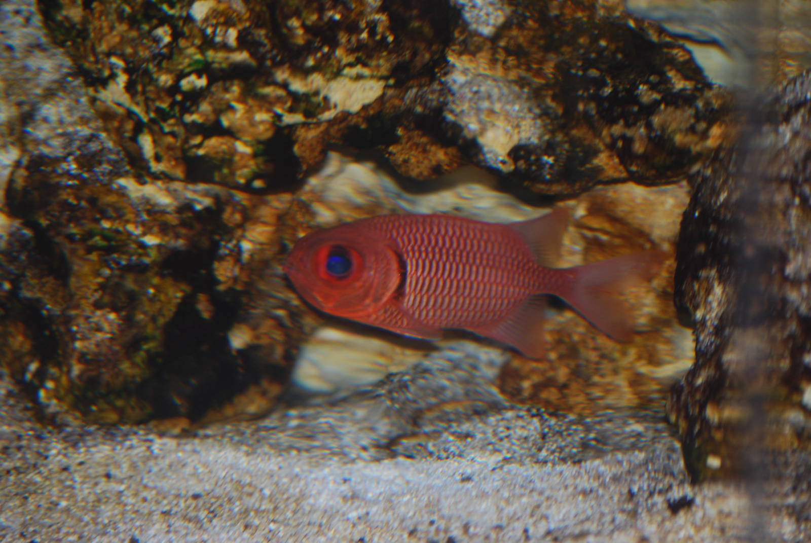Squirrelfish species