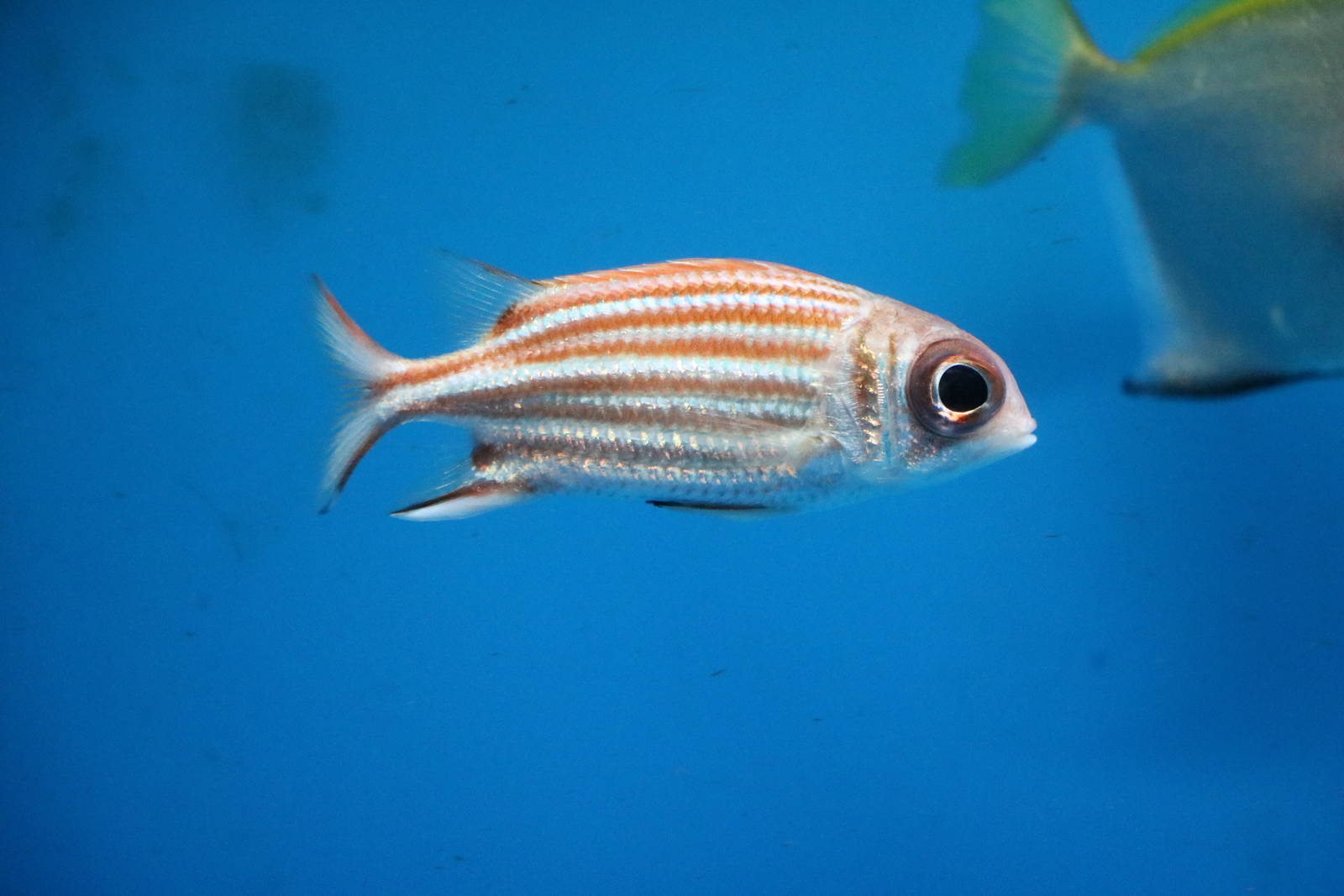 Squirrelfish - Tokyo Tower Aquarium, February 2016