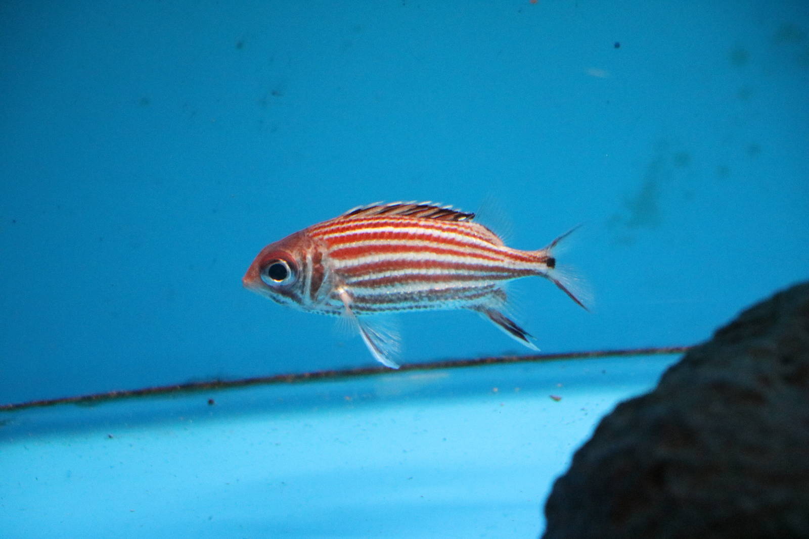 Squirrelfish - Tokyo Tower Aquarium, February 2016