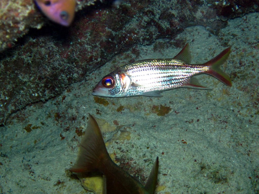 Squirrelfish