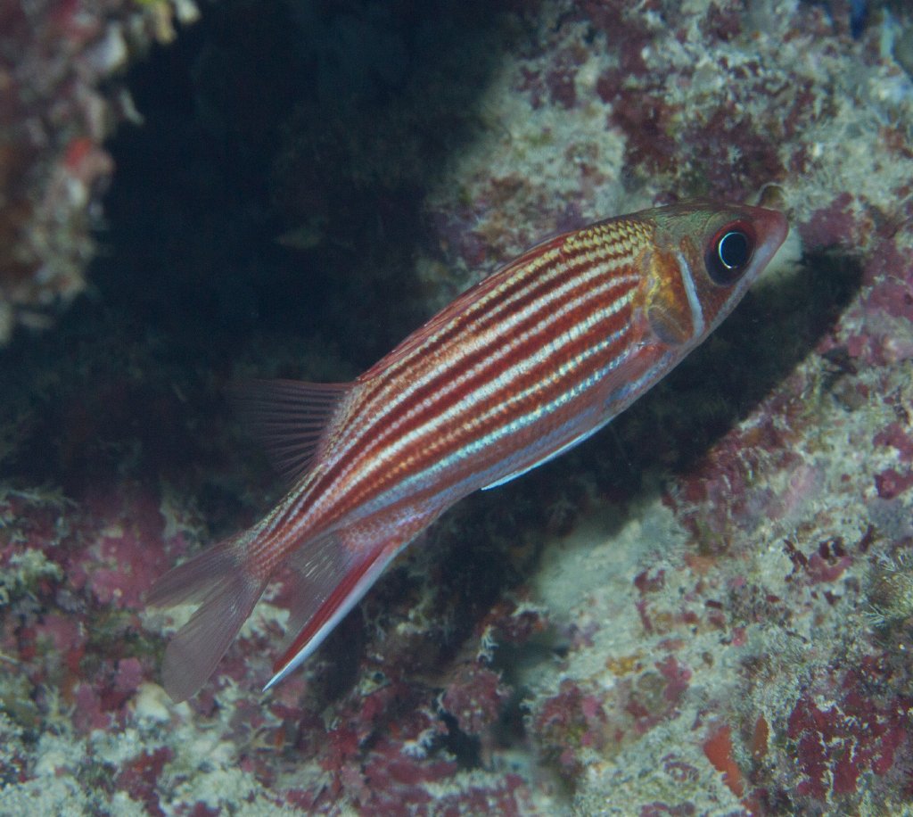 Squirrelfish