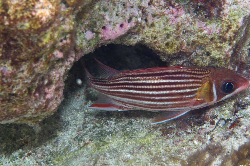 Squirrelfish