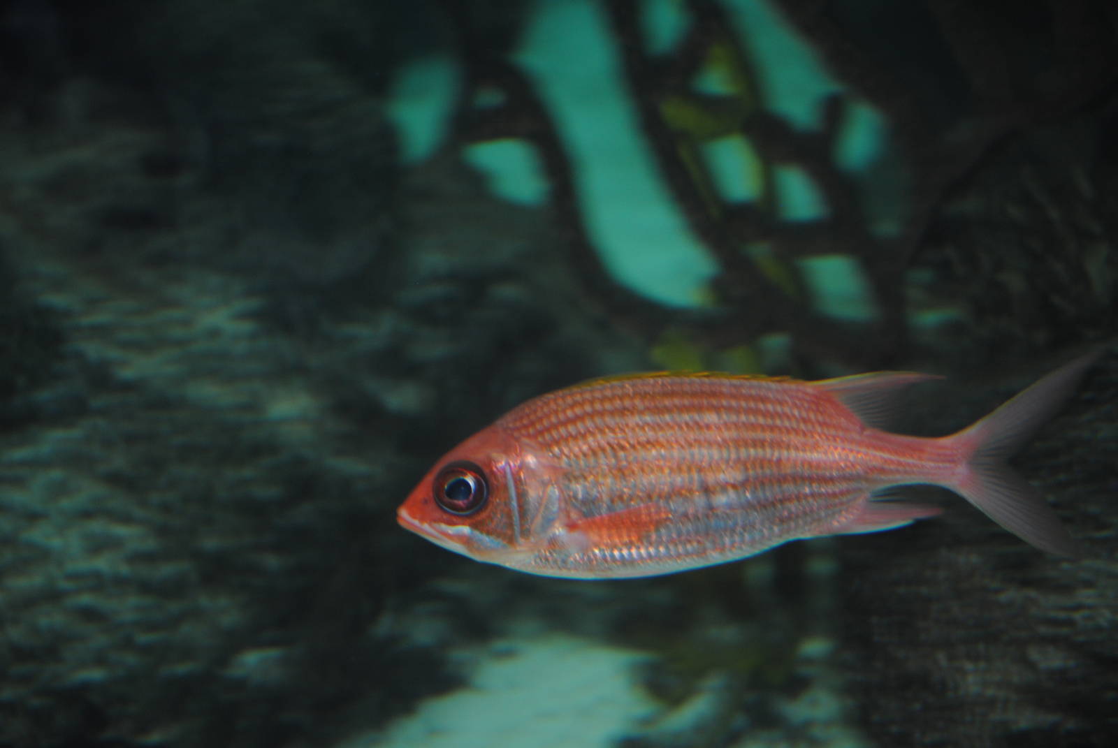 Squirrelfish