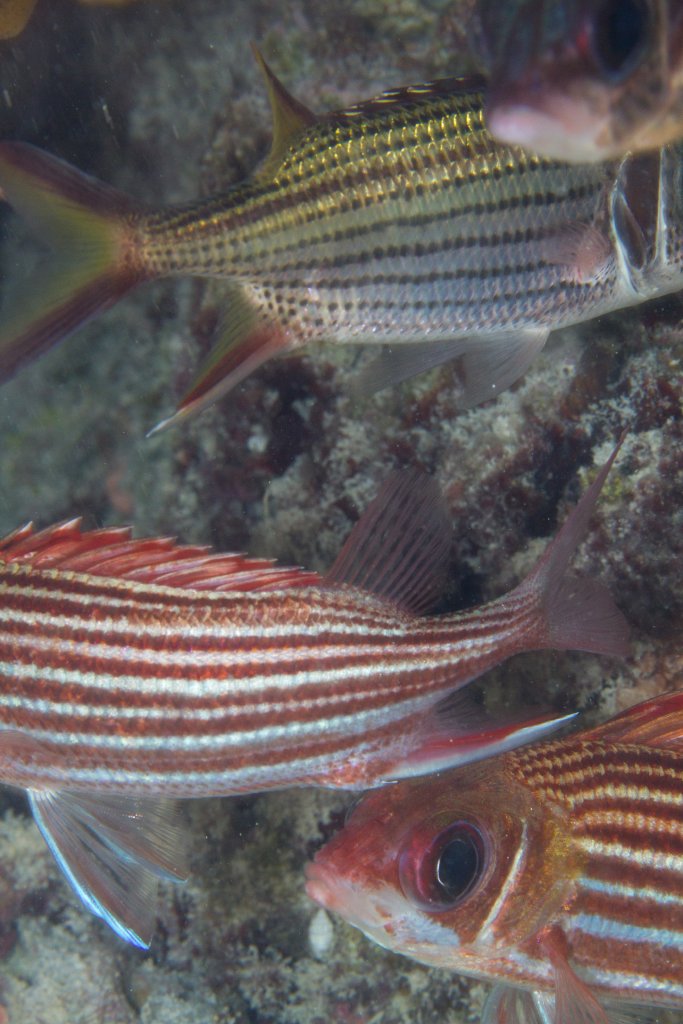 Squirrelfishes