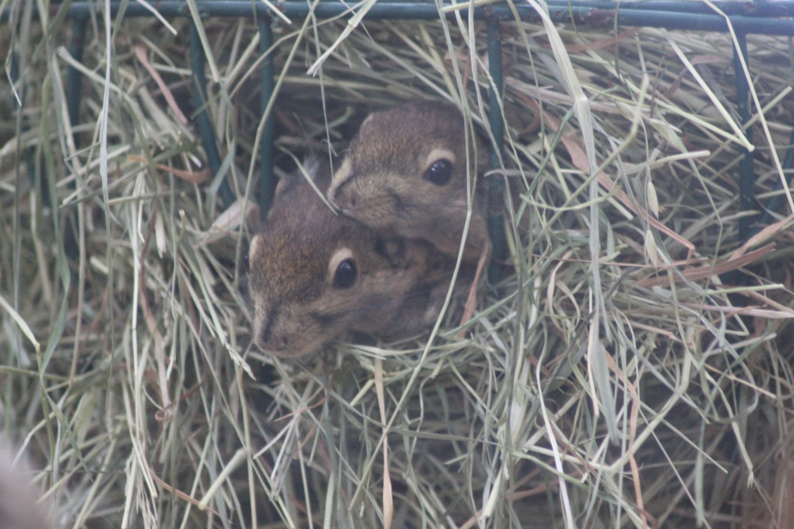 Squirrels on the lookout !
