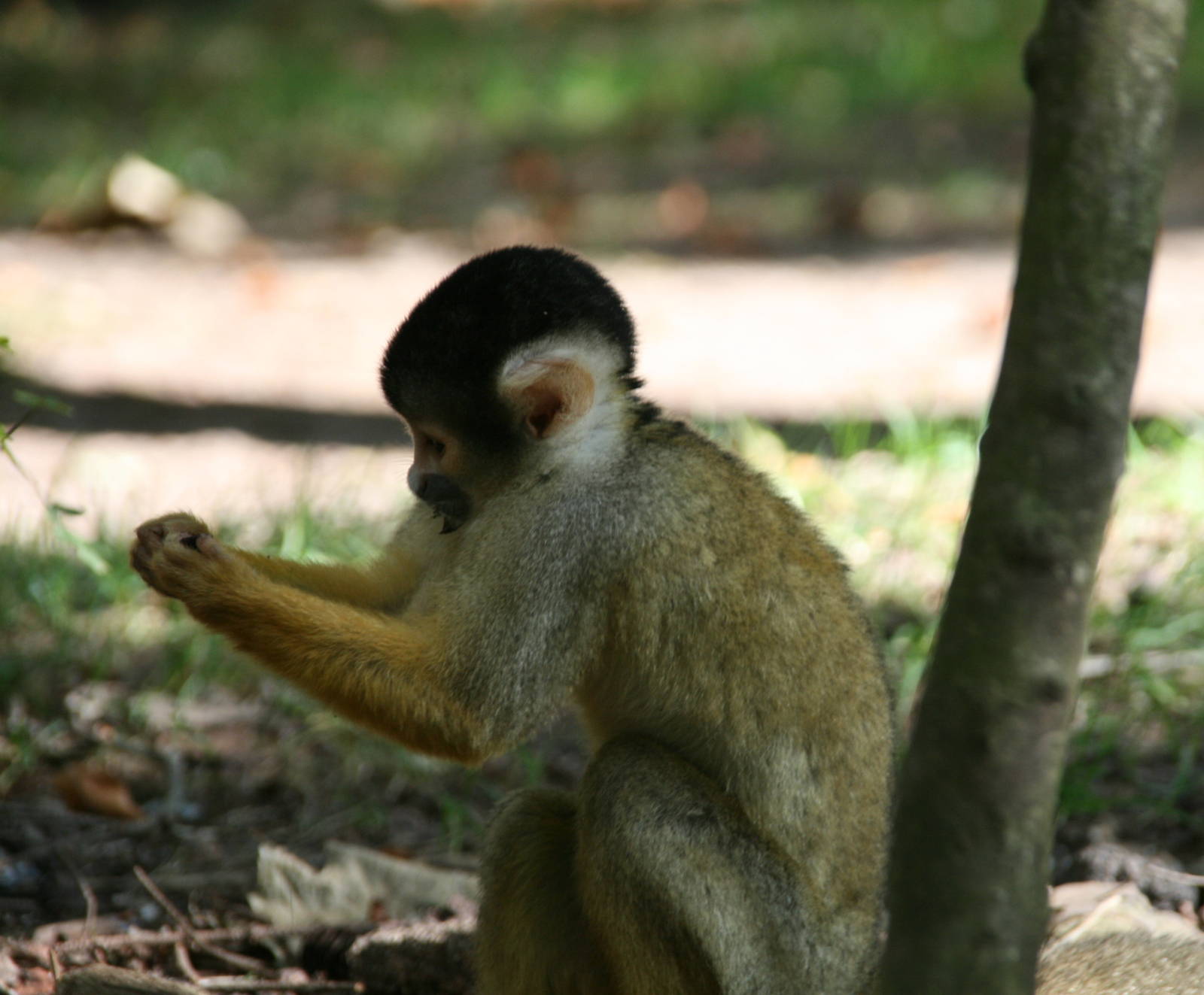 Squirril monkey